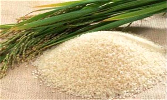 خریداری برنج تنها از کشاورزان ثبت شده در سامانه