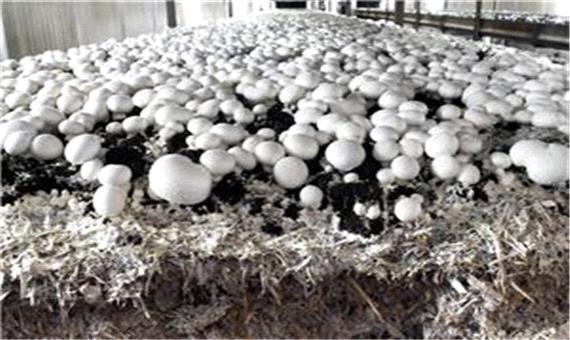 150 هزارتن قارچ سالانه در کشور تولید می شود