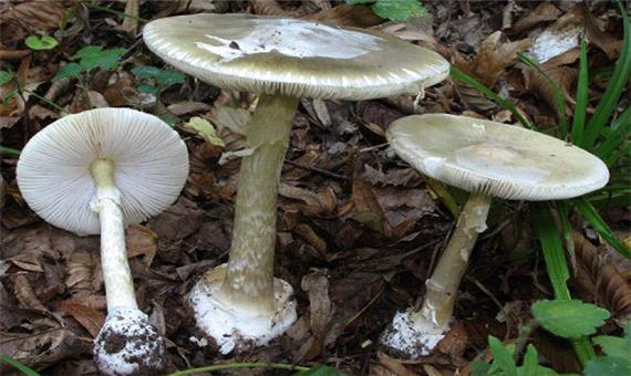 قارچ‌های سمی تفاوت بارزی با قارچ خوراکی ندارند