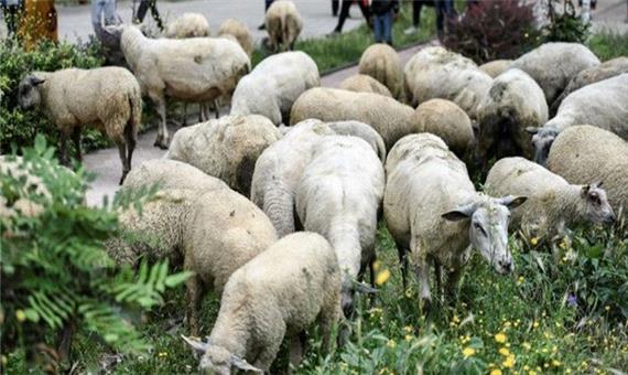 چرای گوسفندان در یکی از بوستان‌های تهران