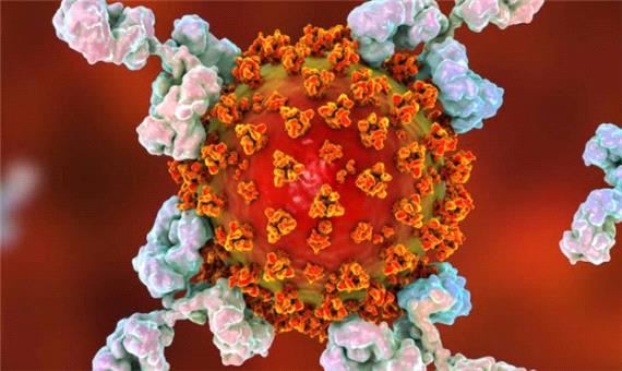 کشف آنتی‌بادی جدیدی که می‌تواند همه سویه‌های ویروس کرونا را خنثی کند
